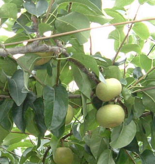 �����엜�̎�