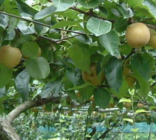 �����엜�̎�